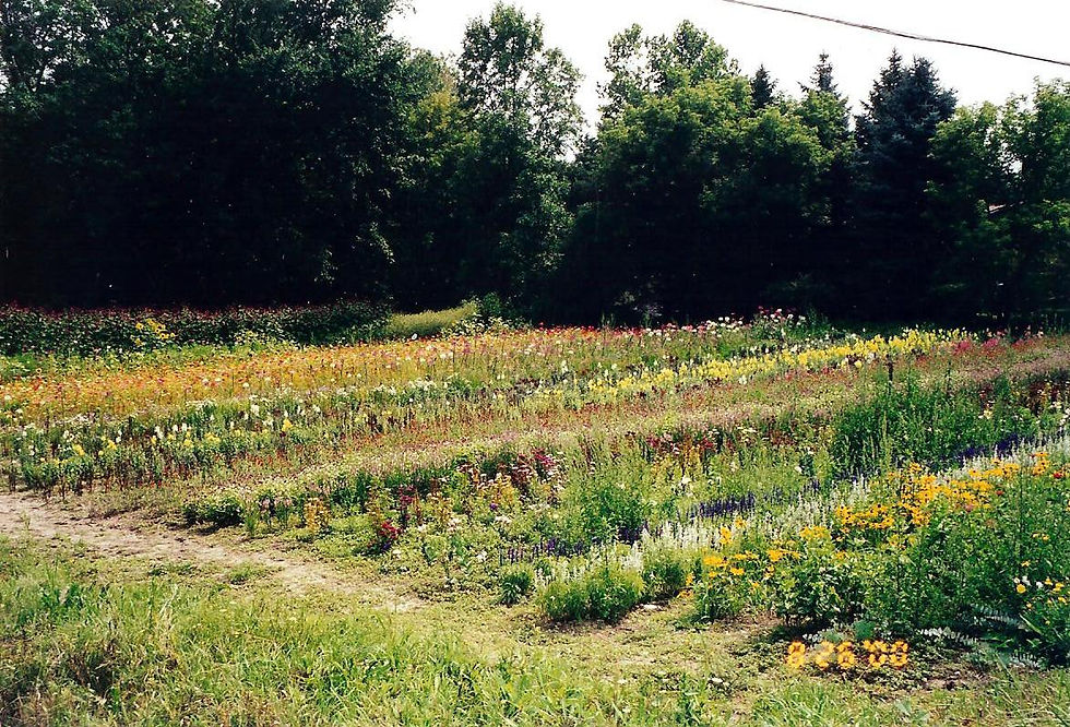 Cutting Garden in full bloom