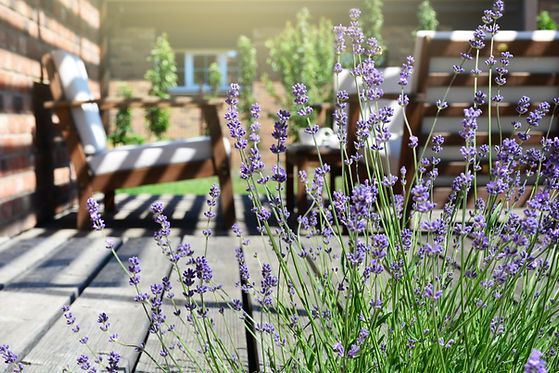 AdobeStock_212367720_garden.jpeg