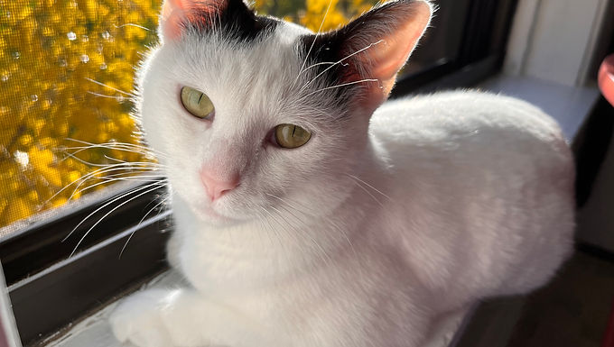 Oscar
