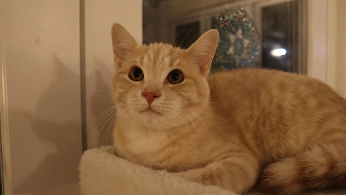 Comet