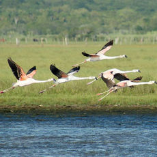 Flamingos