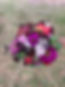 IMG_1665.JPEG