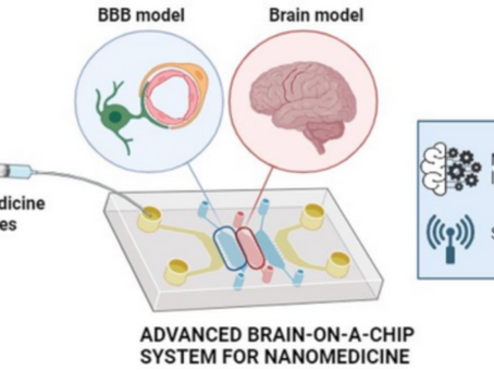 How Brain-on-a-Chip Technology Is Transforming the Study and Treatment of Neurological Disorders