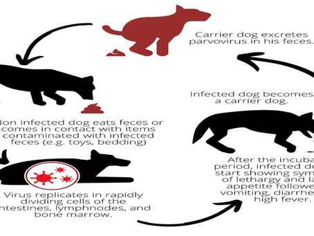 Canine Parvovirus