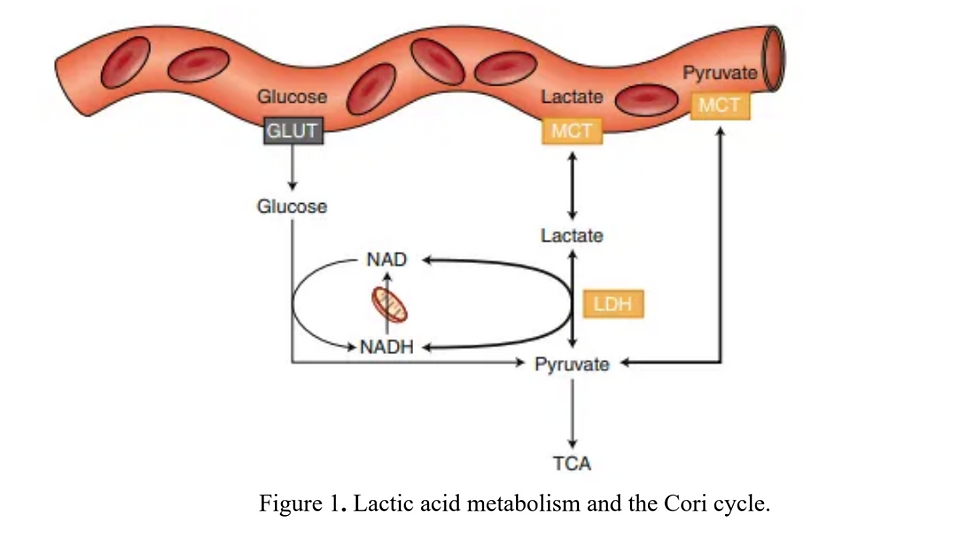 Lactic Acid: An Emergent Property of the Body Under Stress