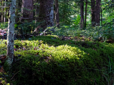 The Deep Fix: Why the Future is Buried in the Soil