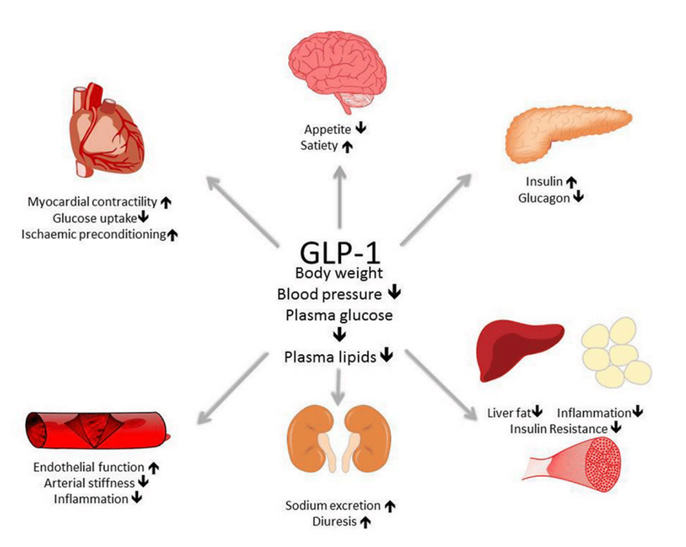 monier glp 1 patches reviews Do GLP-1 Patches Work?