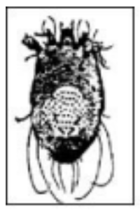 Stopping the Itch: Scabies in Healthcare Settings