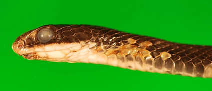 A dead snake with discolored scales on the face