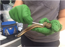 Photo of a scientist wearing gloves and using a cotton swab to swab a queen snake