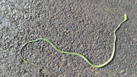A green snake that was killed by a car