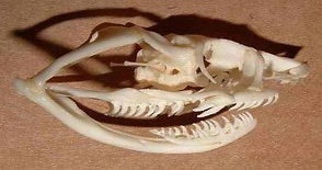 Snake skull