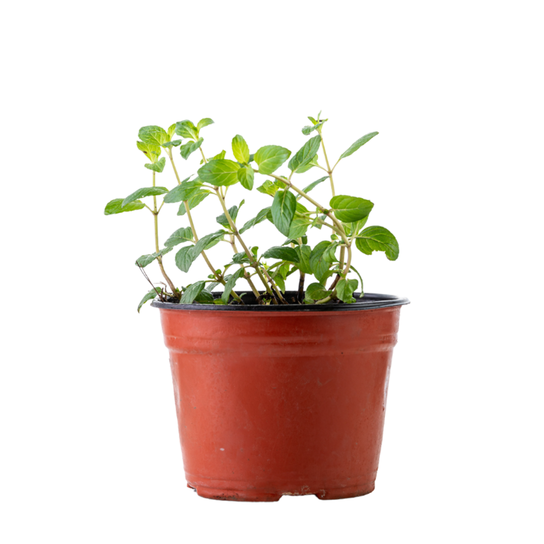 Maceta de menta