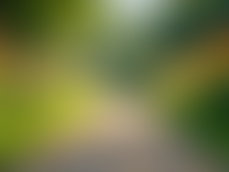 Designing Beautiful Garden Landscapes with Ease