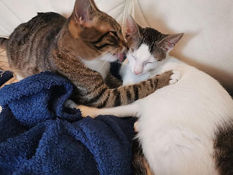 164548963_3729937433709077_6561719265403