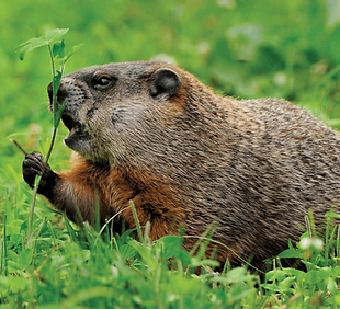 woodchuck.png