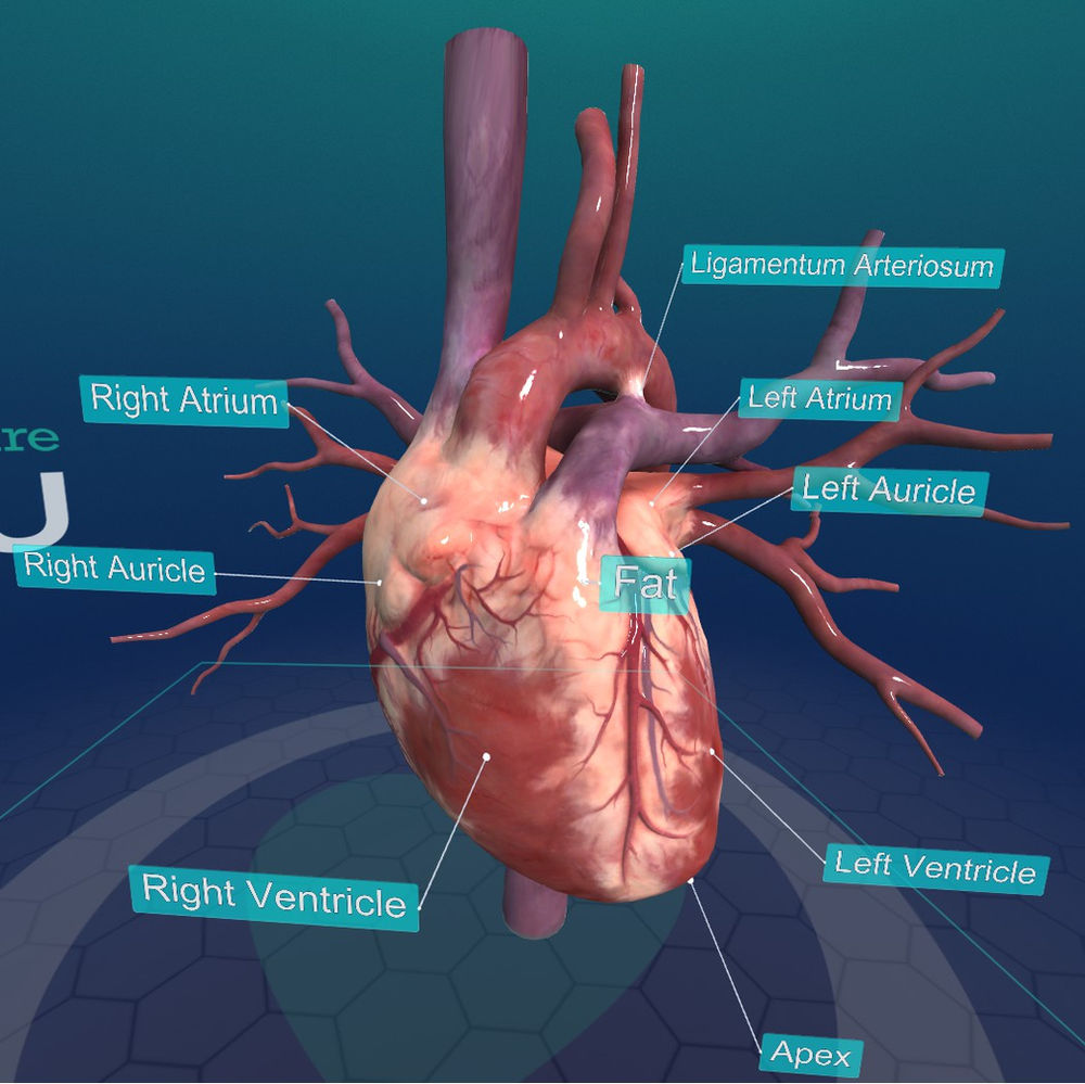 Exploring Human Anatomy with YOU