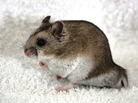 Photo du Svenska Hamsterföreningen