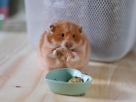 Guide Complet sur l'Alimentation des Hamsters : Quand, Quoi et Comment Nourrir Votre Petit Compagnon