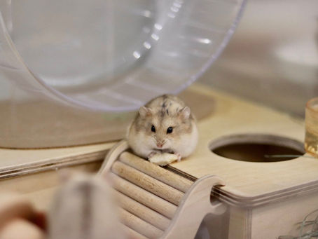 Aperçu des Espèces de Hamsters