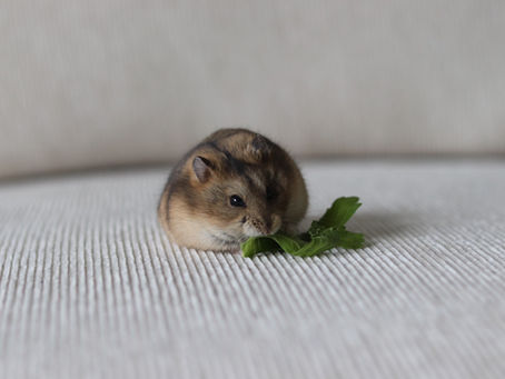 Bien nourrir un hamster de Campbell