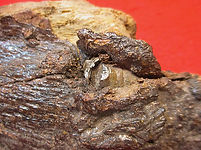 IMG_6410_edited.jpg