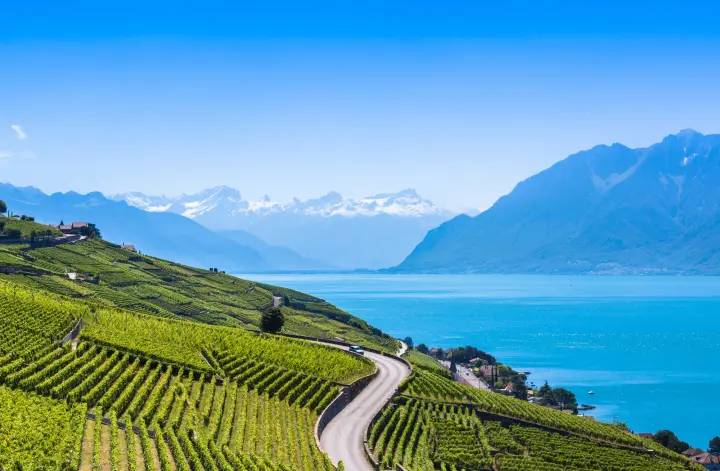 vinyards.webp