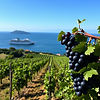 Ocean view across vineyard, close up grapes on right, cruise ship at sea on left.jpg