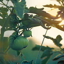 Tomato Plant