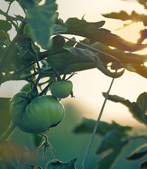 Tomato Plant