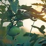 Tomato Plant