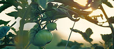 Tomatenpflanze