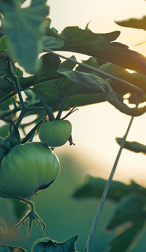 Tomato Plant