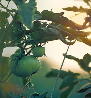 Tomato Plant
