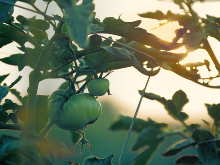 Take care in interpreting food price news
