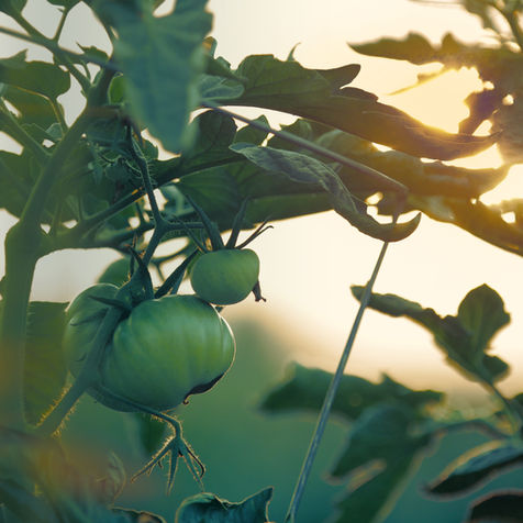 Scientists and startups roll out new crop strains to fight food waste and weird weather