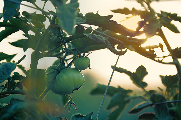 Green Tomatoes Vine