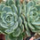 Thumbnail: Echeveria 'Secunda Ginseng'