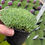 Thumbnail: Delosperma sphalmanthoides, Rare Dwarf small leaved, 9cm pots, Hardy Alpine