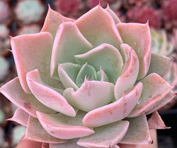 Echeveria cuspidata, Parrasensis x Echeveria shaviana, Peregrina