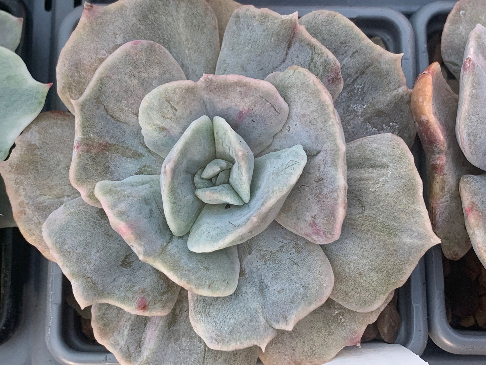 Echeveria 'Lilacina Monstrosa Variegated'