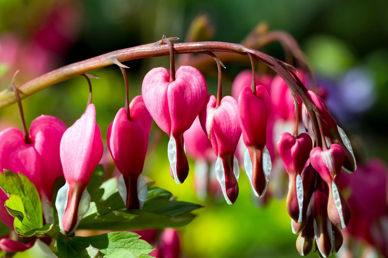 Dicentra spectabilis - Bare root - ready to plant now