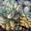 Thumbnail: Echeveria 'Mini Trom'