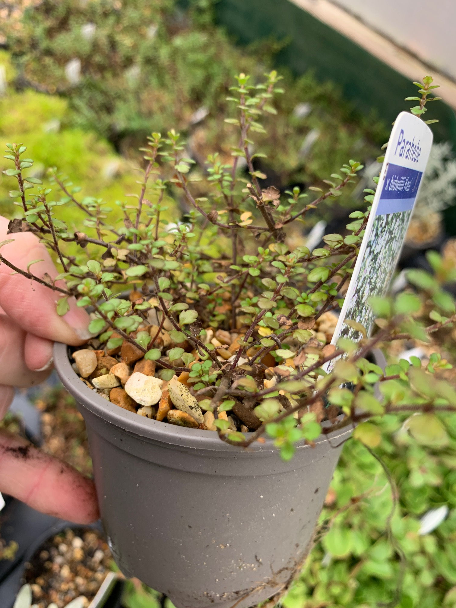 Parahebe x bidwillii 'Kea', small growing alpine shrub, 9cm pots, Hardy Alpine