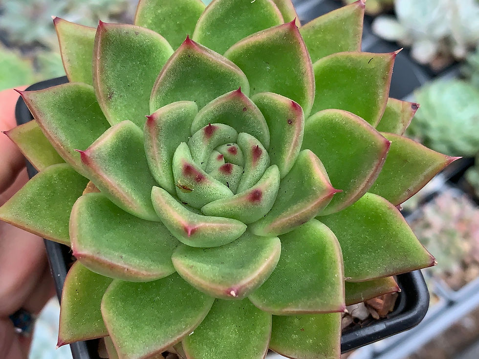 Thumbnail: Echeveria 'Window'