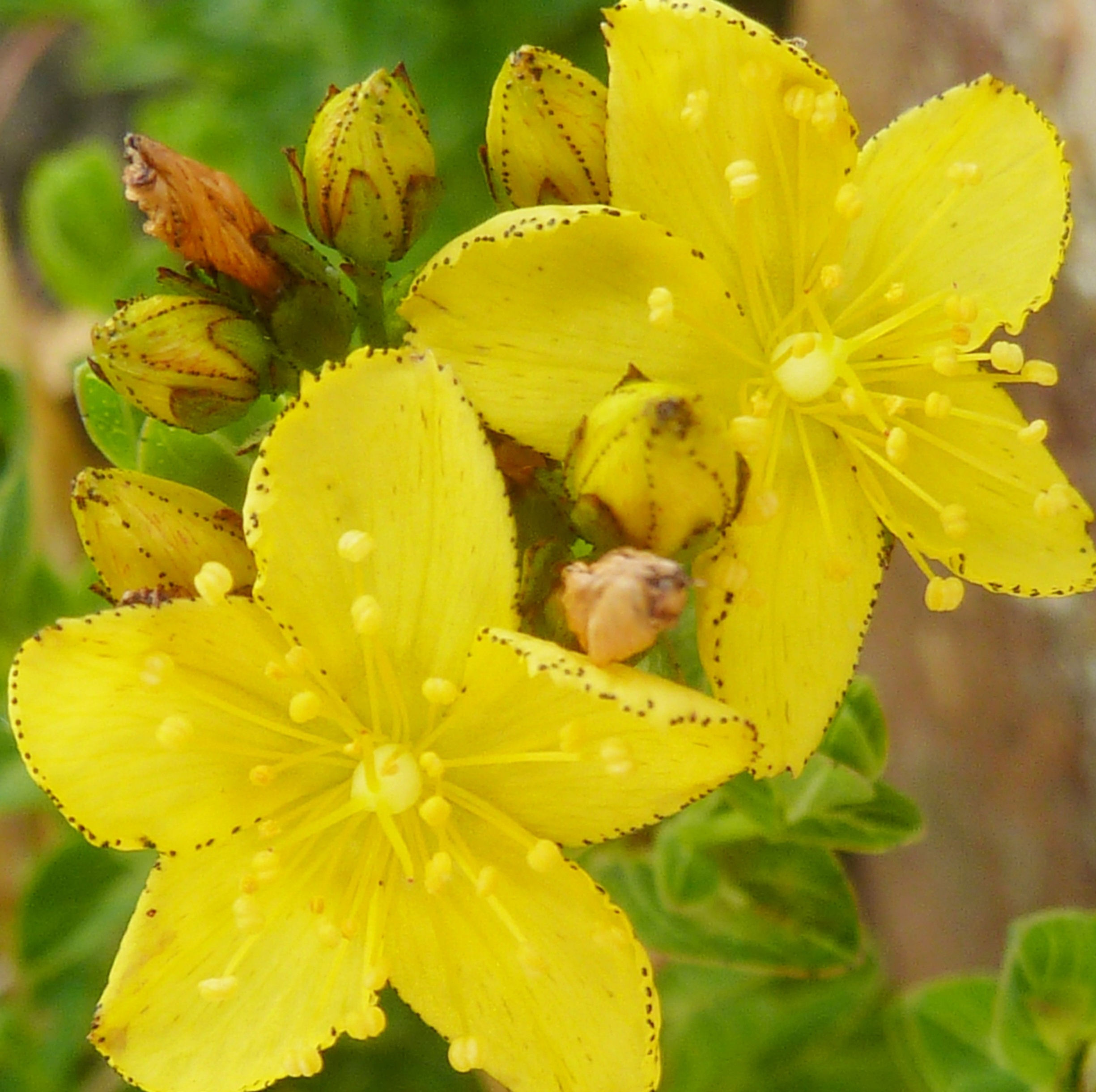 Hypericum aethiopicum in 9cm pots, Alpine Plant