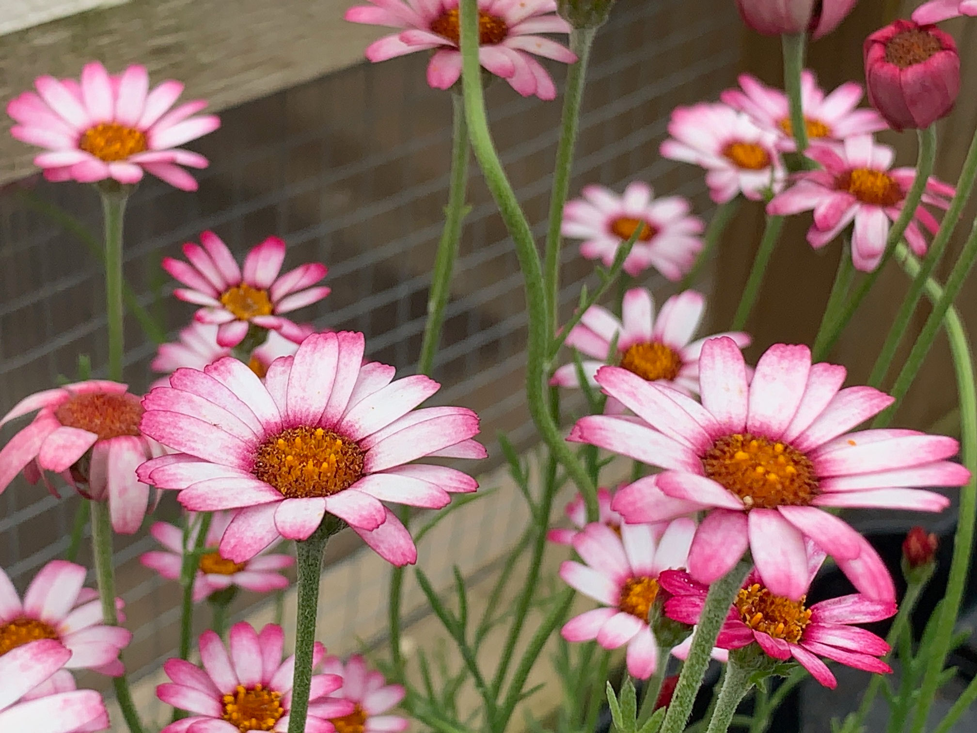 Rhodanthemum marrakech in 9cm pots, Alpine Plant