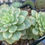 Thumbnail: x Sedeveria 'Rolly Variegated'