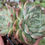 Thumbnail: Echeveria 'Primera'