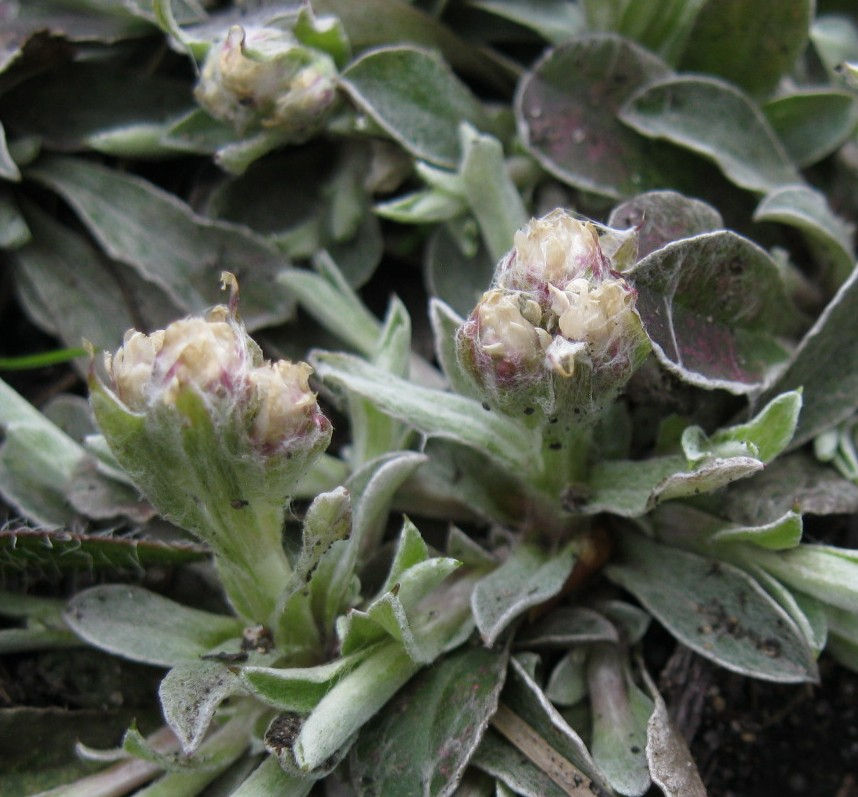 Antennaria dioica 'Aprica' in 9cm pots, Alpine Plant